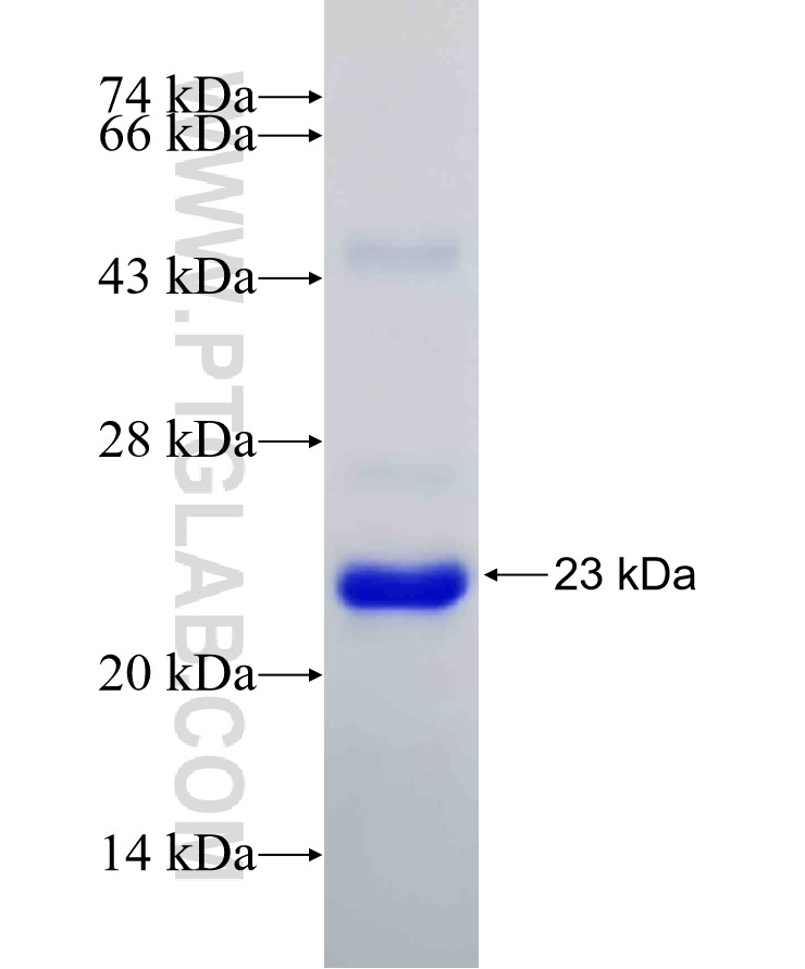 ATF4 fusion protein Ag29834 SDS-PAGE