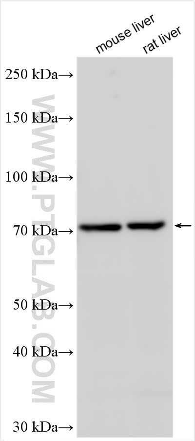 Western Blot (WB) analysis of various lysates using ATF6 Polyclonal antibody (24169-1-AP)