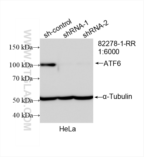Western Blot (WB) analysis of HeLa cells using ATF6 Recombinant antibody (82278-1-RR)