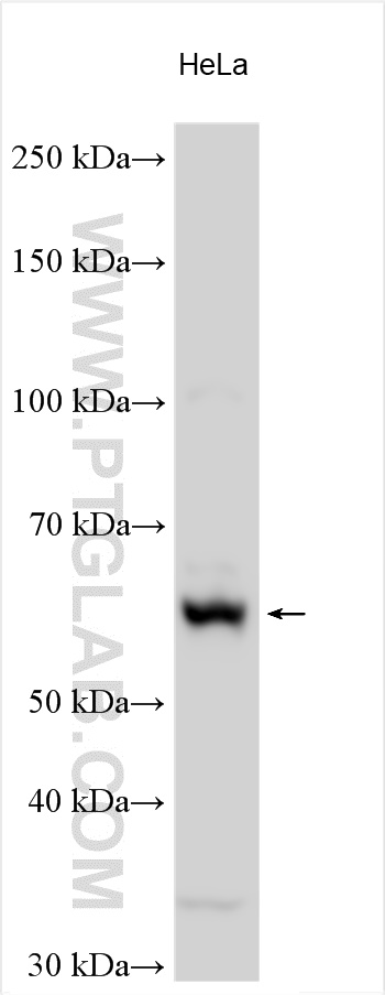 Western Blot (WB) analysis of various lysates using ATF7 Polyclonal antibody (29770-1-AP)