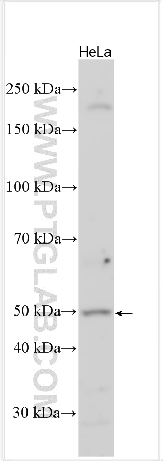 Western Blot (WB) analysis of various lysates using ATF7 Polyclonal antibody (29770-1-AP)