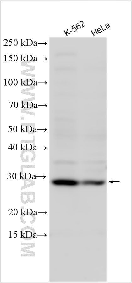 Western Blot (WB) analysis of various lysates using ATG10 Polyclonal antibody (13406-1-AP)