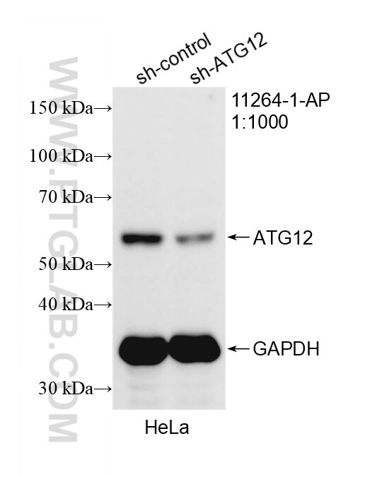 Western Blot (WB) analysis of HeLa cells using ATG12 Polyclonal antibody (11264-1-AP)