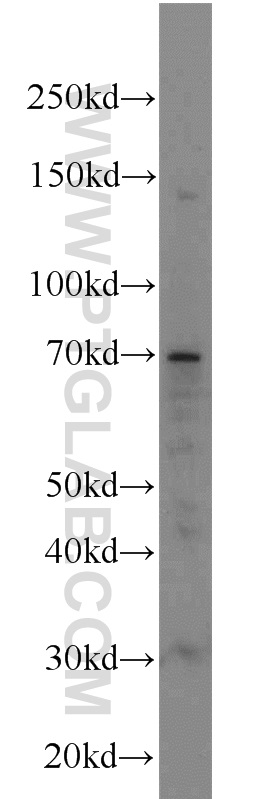 ATG16L1 antibody validated in Western Blot