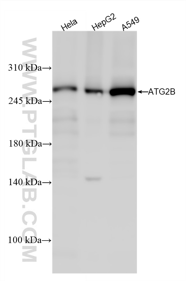 Western Blot (WB) analysis of various lysates using ATG2B Polyclonal antibody (25155-1-AP)