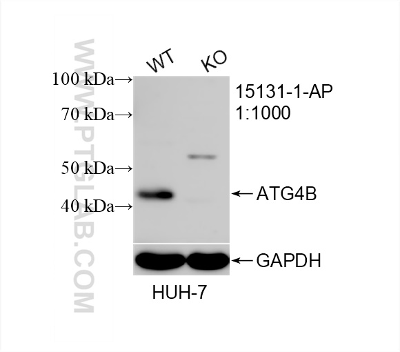 Western Blot (WB) analysis of HuH-7 cells using ATG4B Polyclonal antibody (15131-1-AP)