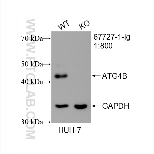 Western Blot (WB) analysis of HuH-7 cells using ATG4B Monoclonal antibody (67727-1-Ig)