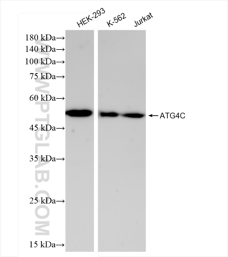 Western Blot (WB) analysis of various lysates using ATG4C Recombinant antibody (84146-1-RR)