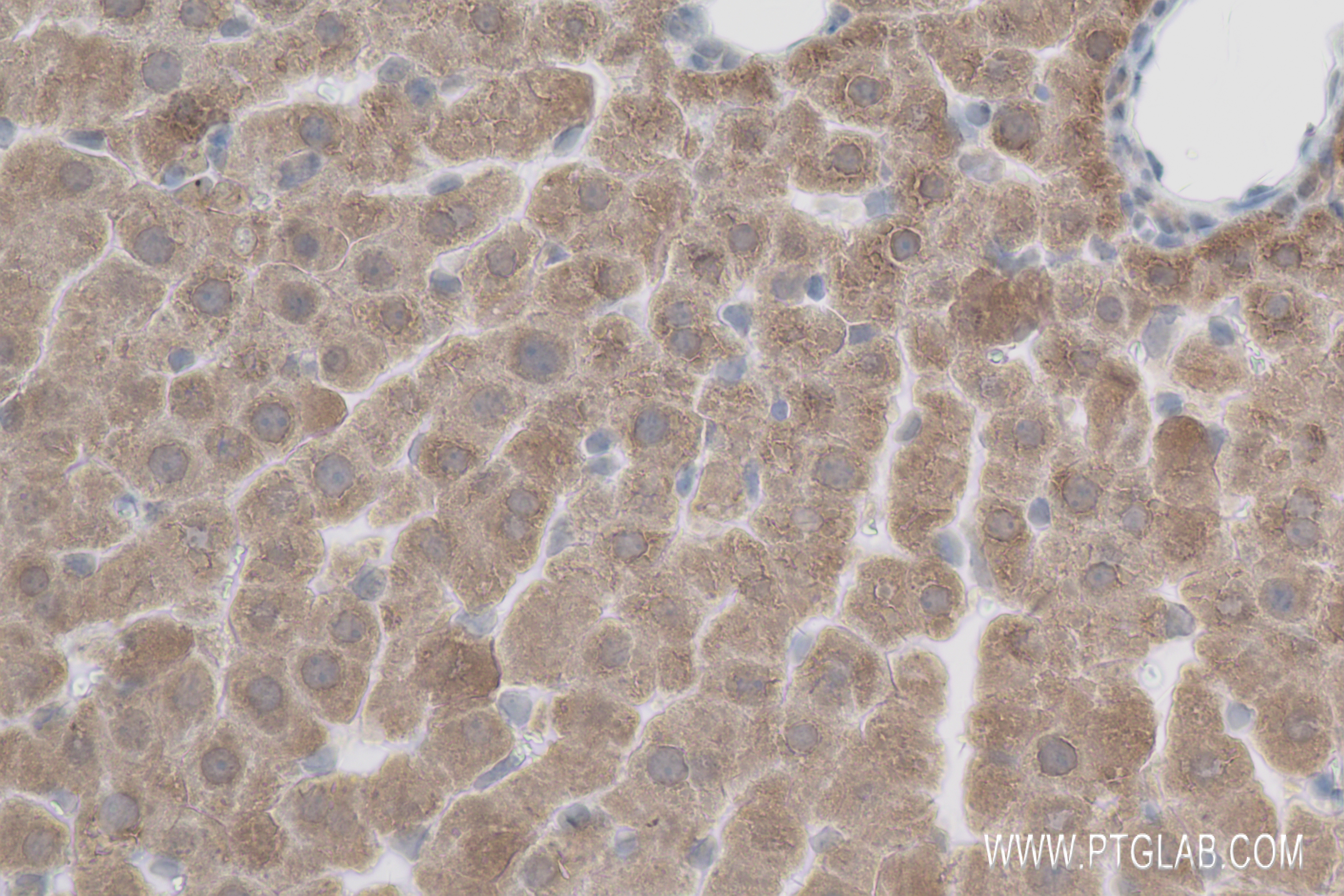 Immunohistochemistry (IHC) staining of rat liver tissue using ATG4D Recombinant antibody (83951-4-RR)