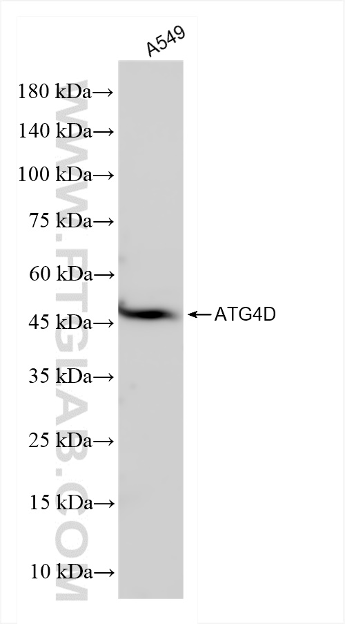 Western Blot (WB) analysis of A549 cells using ATG4D Recombinant antibody (83951-4-RR)