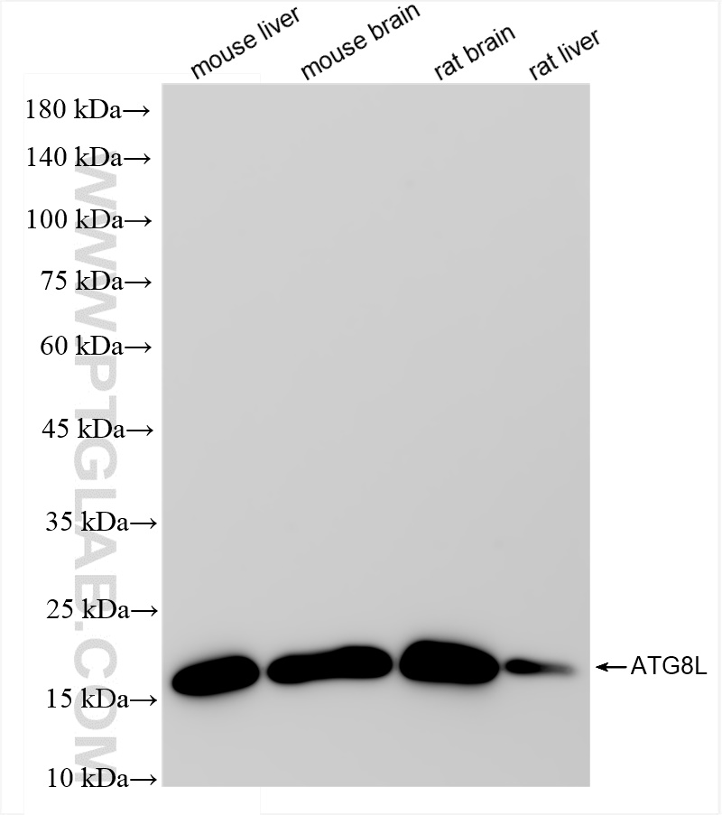 Western Blot (WB) analysis of various lysates using ATG8L Recombinant antibody (83817-1-RR)