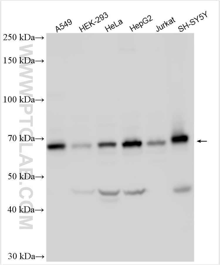 Western Blot (WB) analysis of various lysates using ATL2 Polyclonal antibody (16688-1-AP)