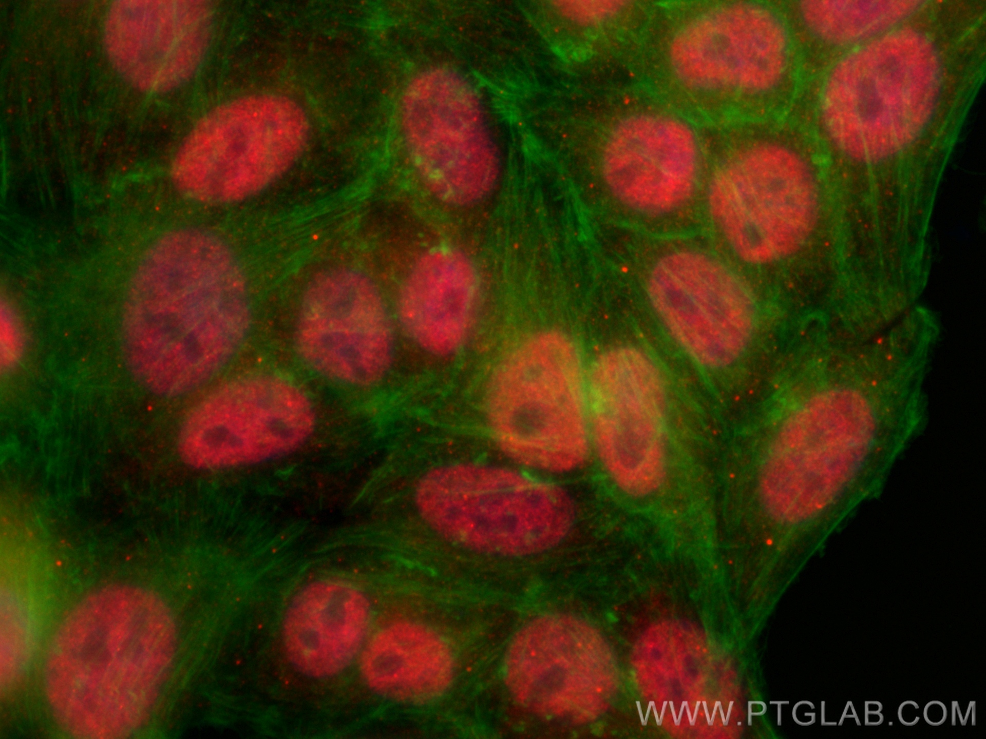 Immunofluorescence (IF) / fluorescent staining of HepG2 cells using ATOH1 Polyclonal antibody (21215-1-AP)