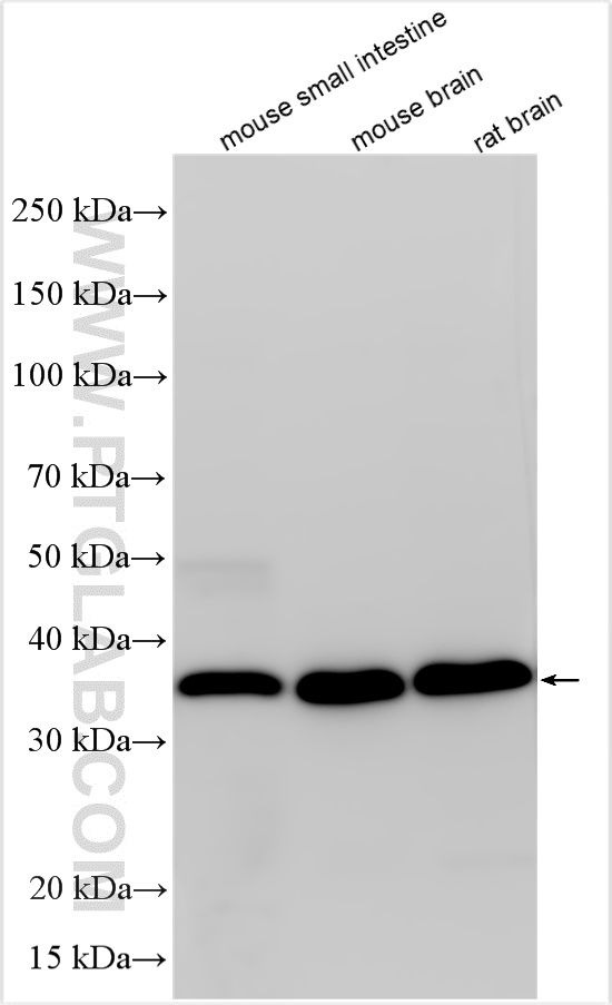 Western Blot (WB) analysis of various lysates using ATOH1 Polyclonal antibody (21215-1-AP)