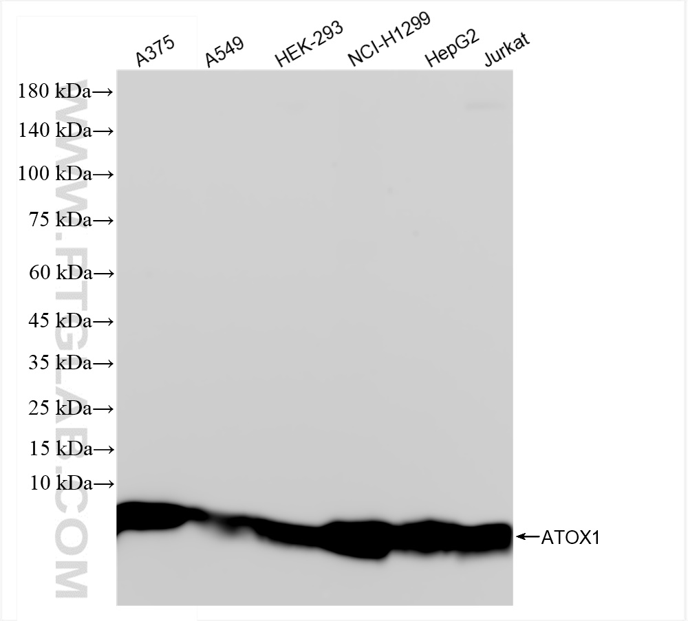 Western Blot (WB) analysis of various lysates using ATOX1 Recombinant antibody (83785-6-RR)