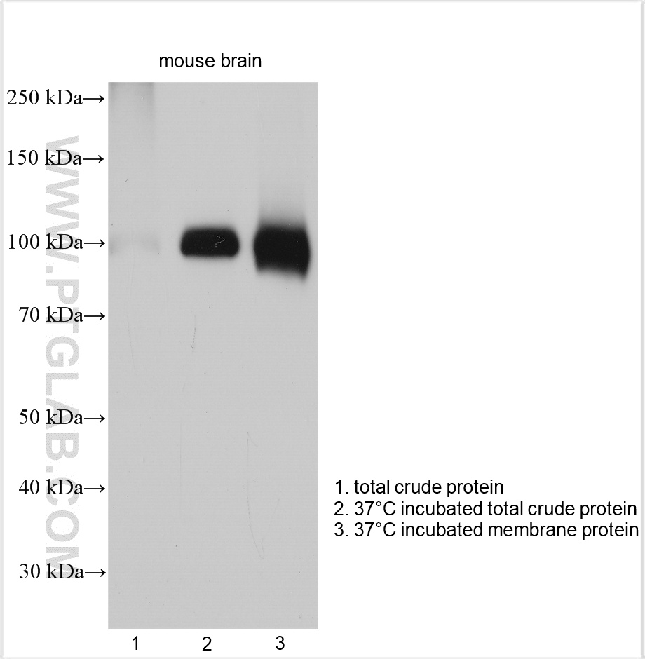 Western Blot (WB) analysis of various lysates using ATP1A1 Polyclonal antibody (14418-1-AP)
