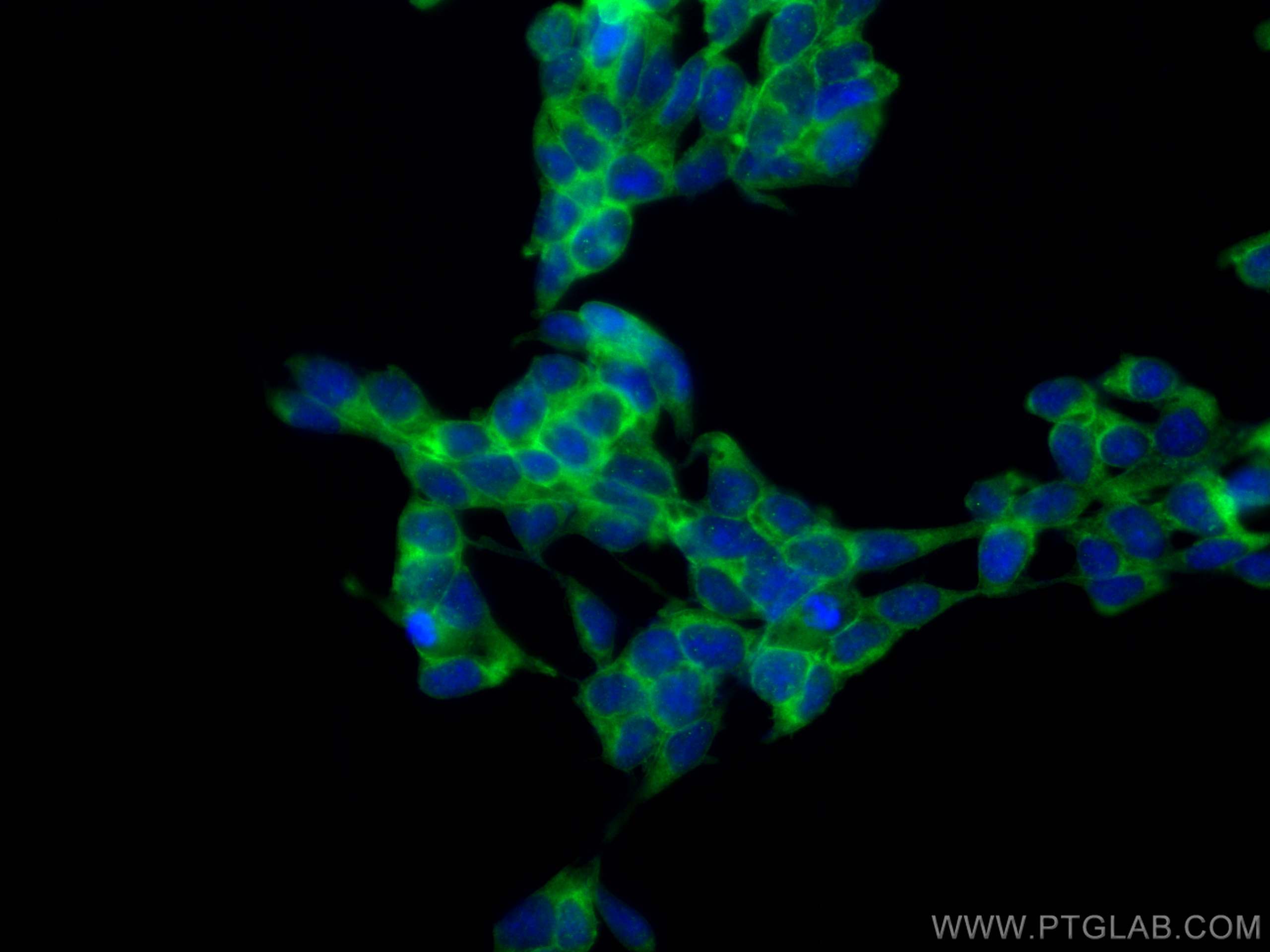 Immunofluorescence (IF) / fluorescent staining of HEK-293 cells using ATP1A1 Recombinant antibody (83191-6-RR)