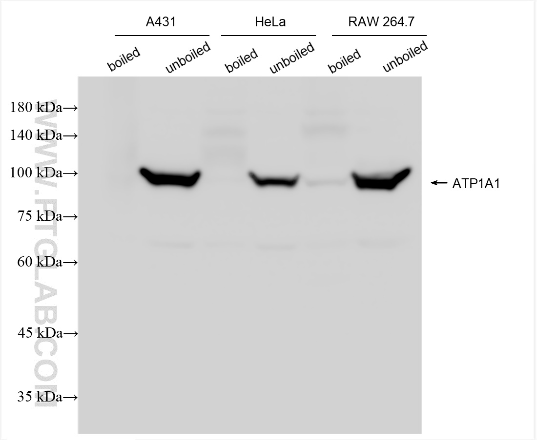 Western Blot (WB) analysis of various lysates using ATP1A1 Recombinant antibody (83191-6-RR)