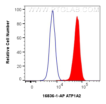 Flow cytometry (FC) experiment of HeLa cells using ATP1A2 Polyclonal antibody (16836-1-AP)