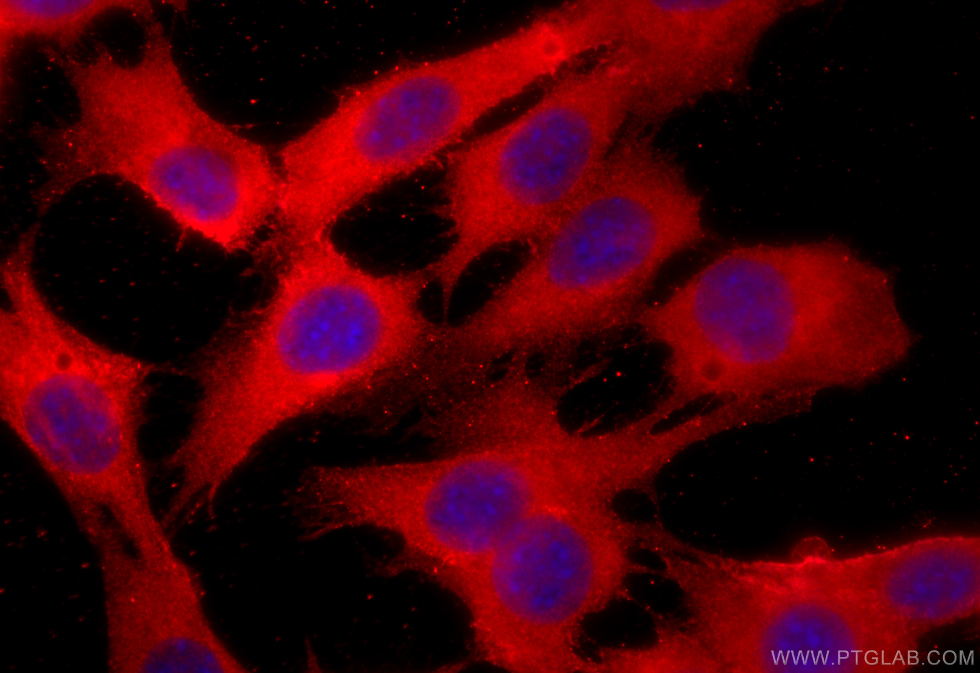 Immunofluorescence (IF) / fluorescent staining of C2C12 cells using ATP1A2 Polyclonal antibody (16836-1-AP)