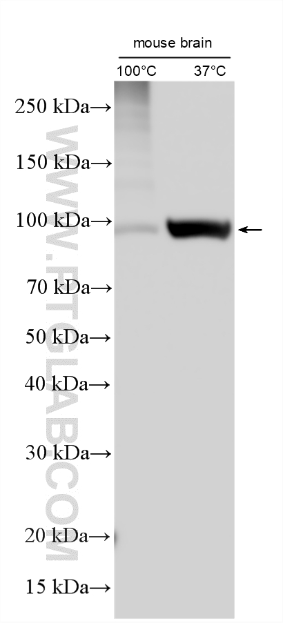 Western Blot (WB) analysis of various lysates using ATP1A2-Specific Polyclonal antibody (55179-1-AP)