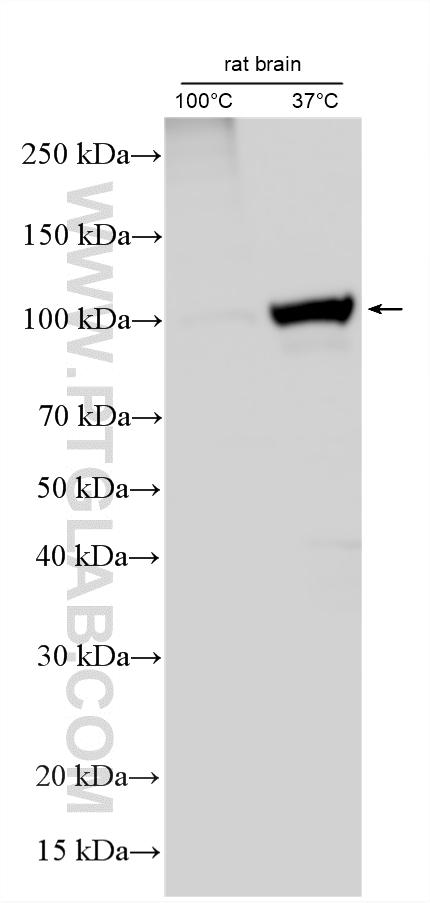 Western Blot (WB) analysis of various lysates using ATP1A2-Specific Polyclonal antibody (55179-1-AP)