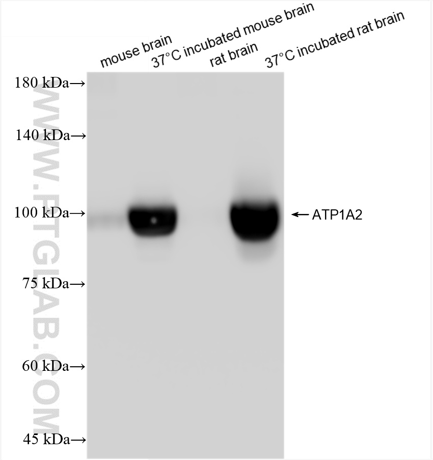 Western Blot (WB) analysis of various lysates using ATP1A2 Recombinant antibody (84999-4-RR)