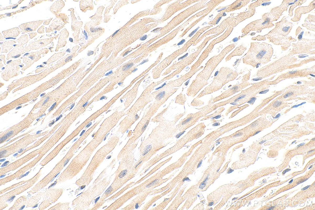 Immunohistochemistry (IHC) staining of mouse heart tissue using Biotin Plus-conjugated ATP1A2-Specific Polyclonal  (Biotin-55179)