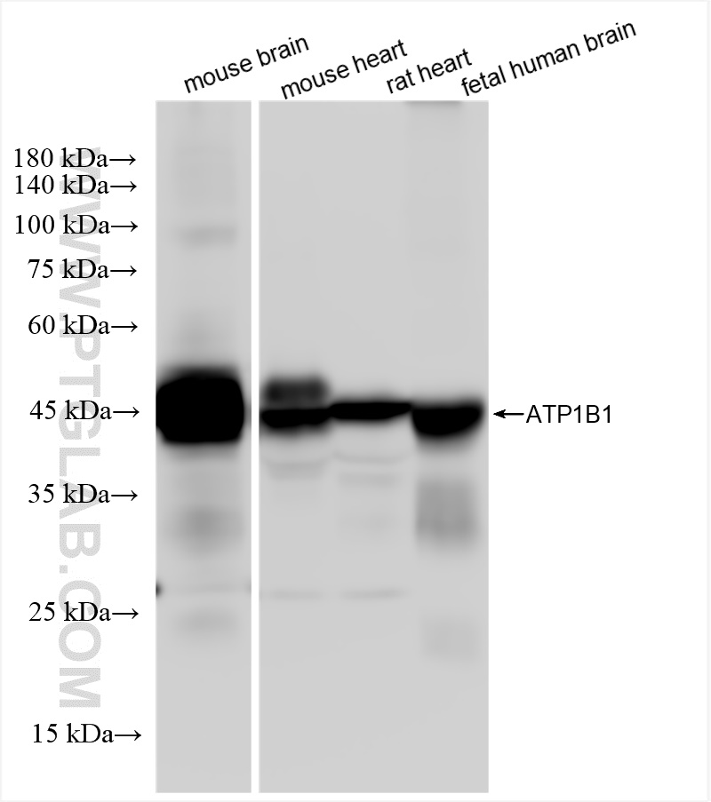 Western Blot (WB) analysis of various lysates using ATP1B1 Recombinant antibody (84707-5-RR)