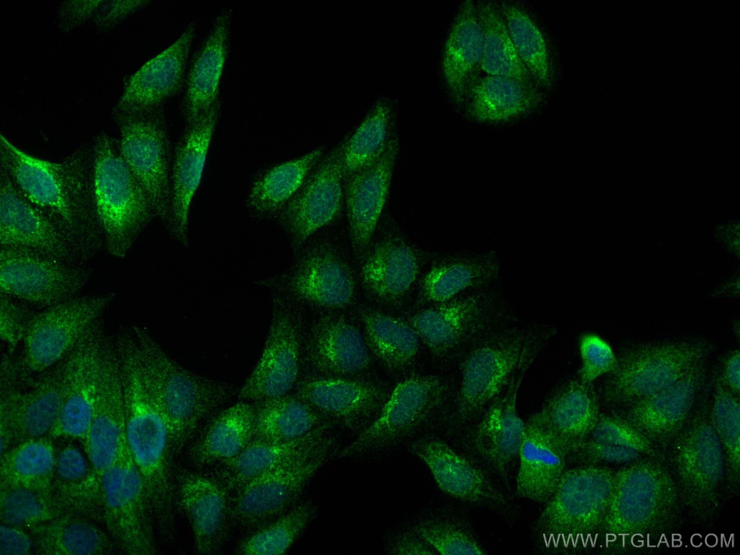 Immunofluorescence (IF) / fluorescent staining of HepG2 cells using ATP2C1 Polyclonal antibody (13310-1-AP)