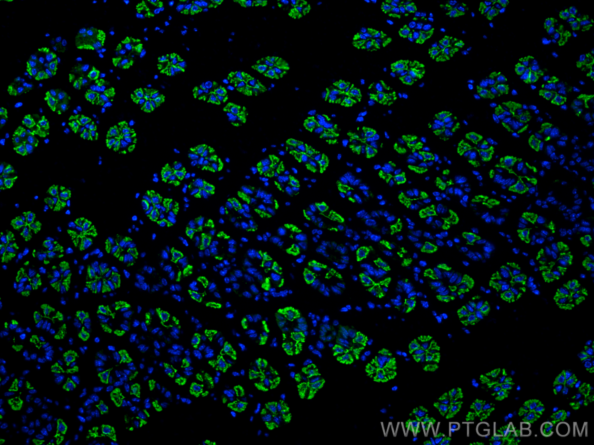 Immunofluorescence (IF) / fluorescent staining of mouse stomach tissue using ATP4B Polyclonal antibody (18692-1-AP)