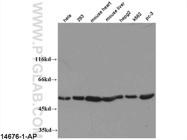 ATP5A1