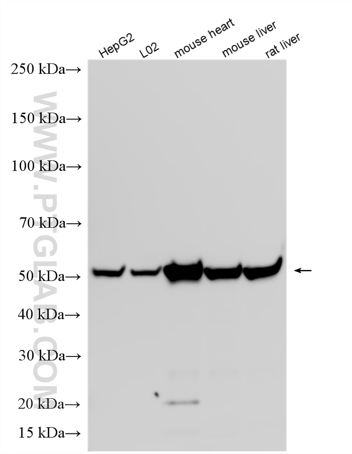 Western Blot (WB) analysis of various lysates using ATP5A1 Polyclonal antibody (14676-1-AP)