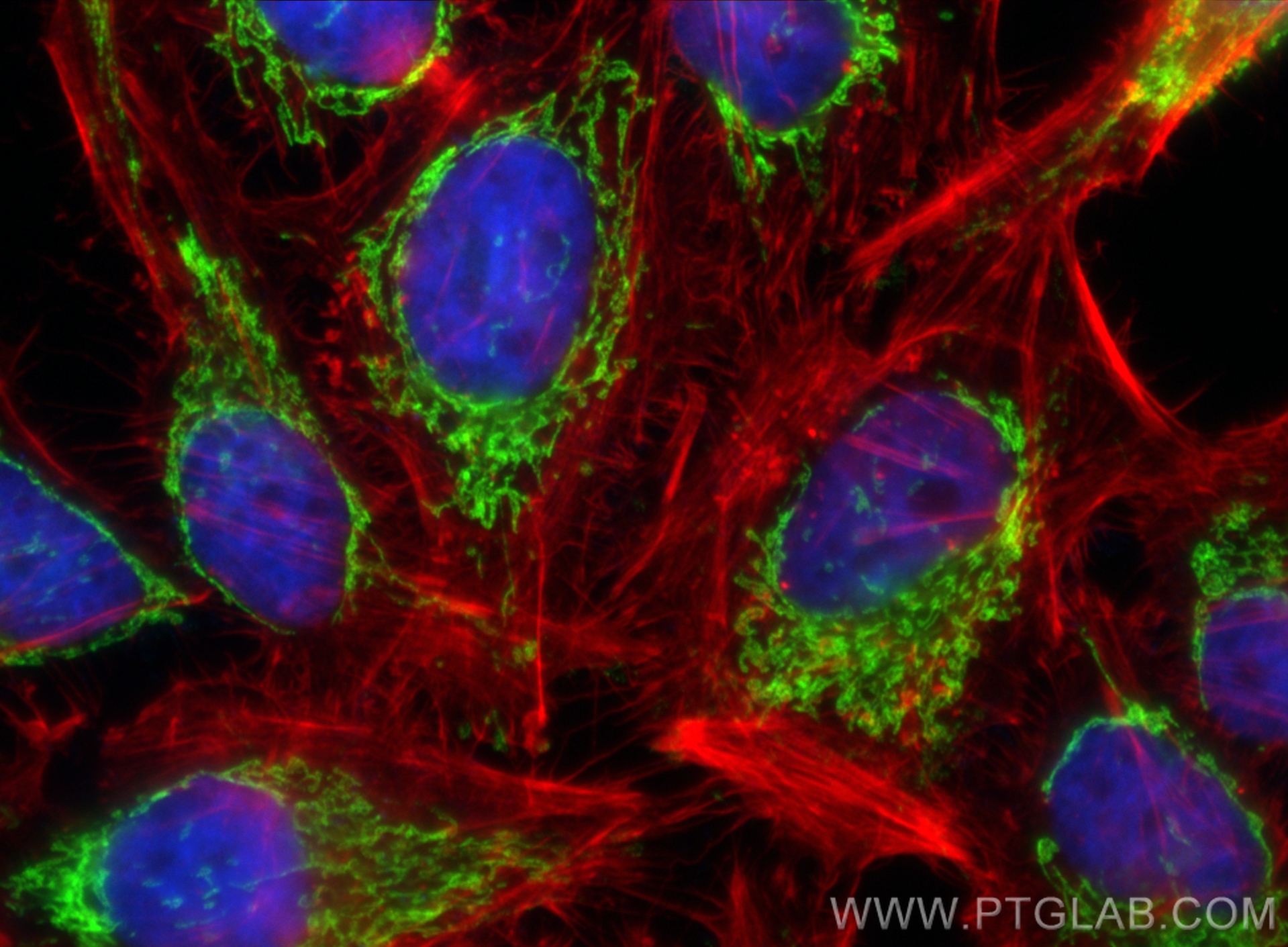 Immunofluorescence (IF) / fluorescent staining of HeLa cells using ATP5A1 Monoclonal antibody (66037-1-Ig)