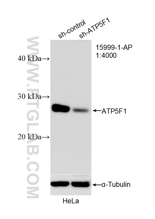 Western Blot (WB) analysis of HeLa cells using ATP5F1 Polyclonal antibody (15999-1-AP)