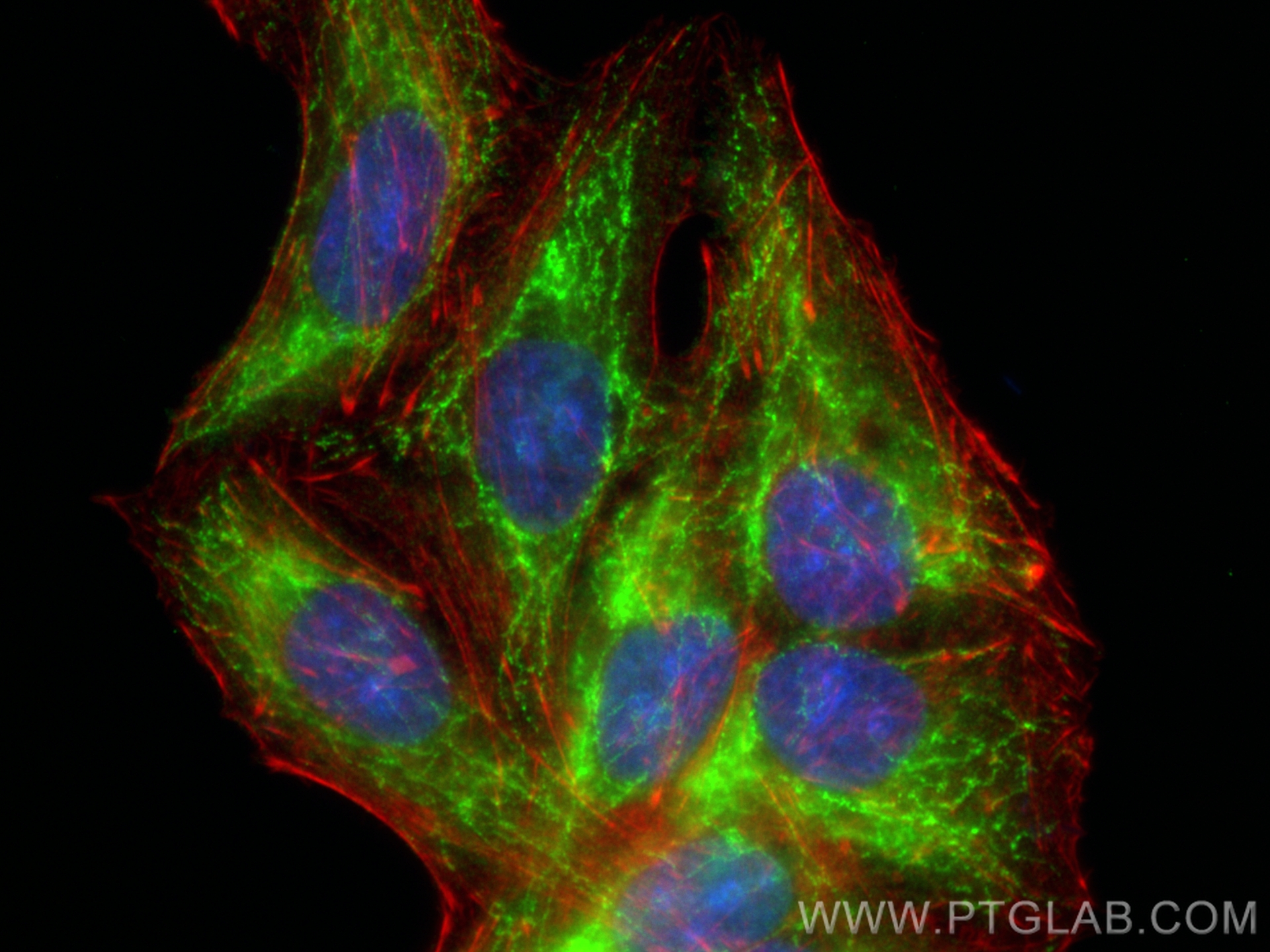 Immunofluorescence (IF) / fluorescent staining of HepG2 cells using CoraLite® Plus 488-conjugated ATP5F1 Polyclonal an (CL488-15999)