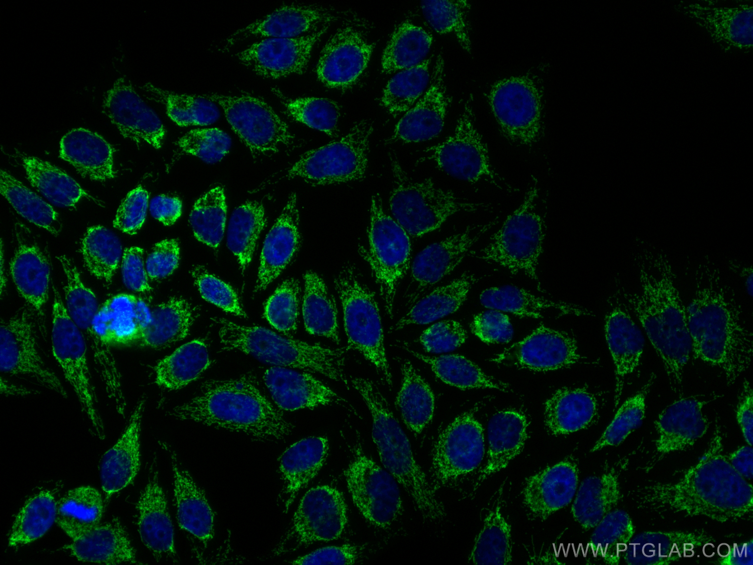 Immunofluorescence (IF) / fluorescent staining of HepG2 cells using CoraLite® Plus 488-conjugated ATP5O Monoclonal ant (CL488-66696)