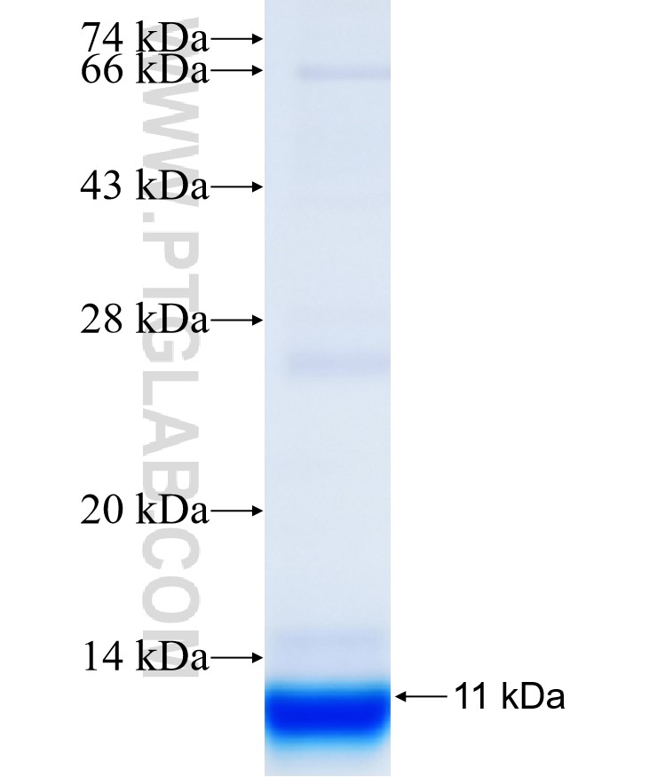 ATP6 fusion protein Ag31940 SDS-PAGE