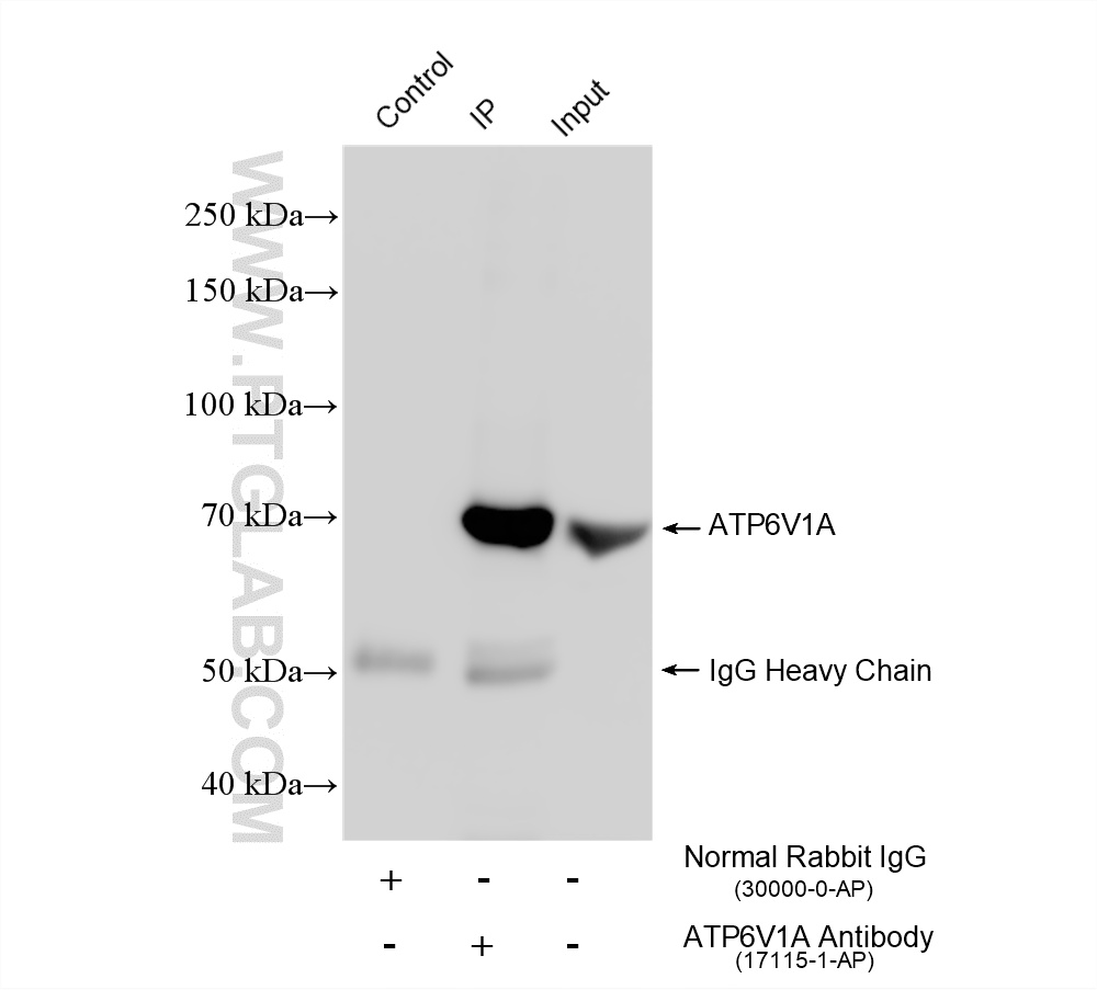 Immunoprecipitation (IP) experiment of RAW 264.7 cells using ATP6V1A Polyclonal antibody (17115-1-AP)