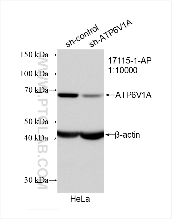 Western Blot (WB) analysis of HeLa cells using ATP6V1A Polyclonal antibody (17115-1-AP)