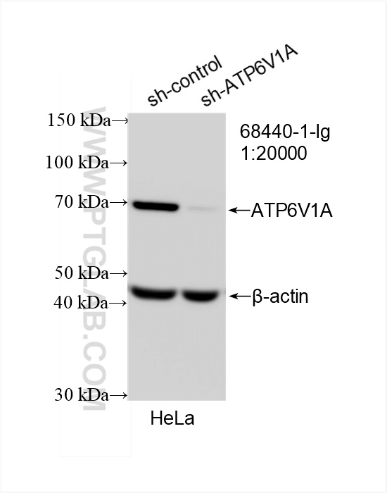 Western Blot (WB) analysis of HeLa cells using ATP6V1A Monoclonal antibody (68440-1-Ig)