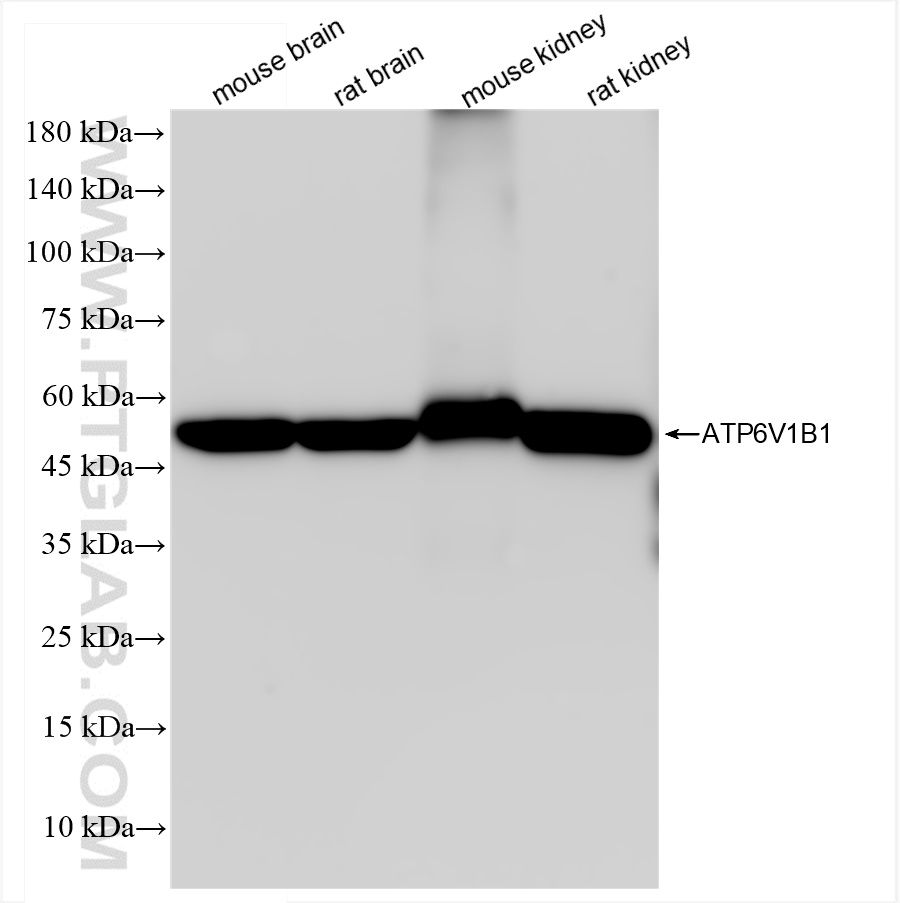 Western Blot (WB) analysis of various lysates using ATP6V1B1 Recombinant antibody (83953-5-RR)