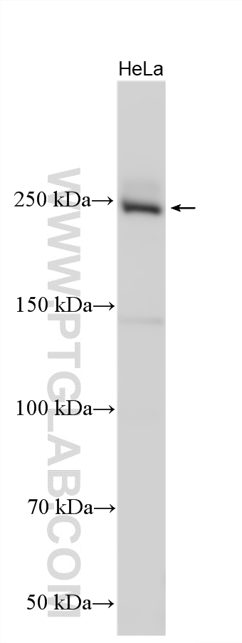 Western Blot (WB) analysis of various lysates using ATR Polyclonal antibody (19787-1-AP)