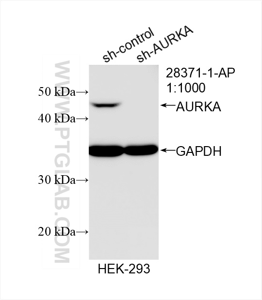 Western Blot (WB) analysis of HEK-293 cells using AURKA Polyclonal antibody (28371-1-AP)