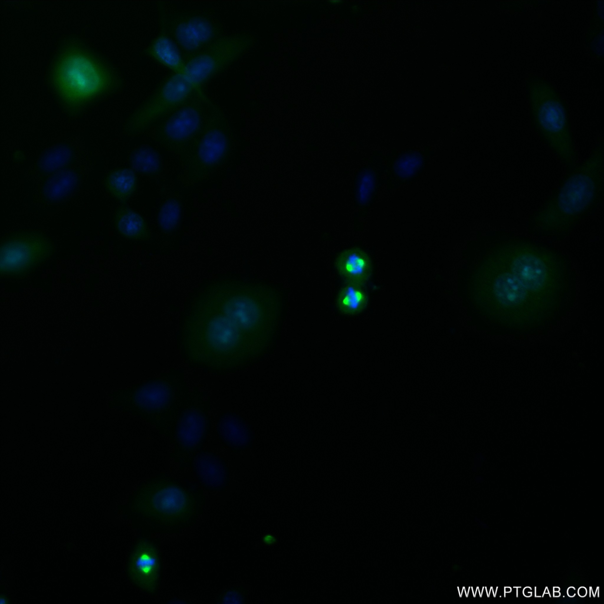 Immunofluorescence (IF) / fluorescent staining of HepG2 cells using AURKA Recombinant antibody (82906-2-RR)