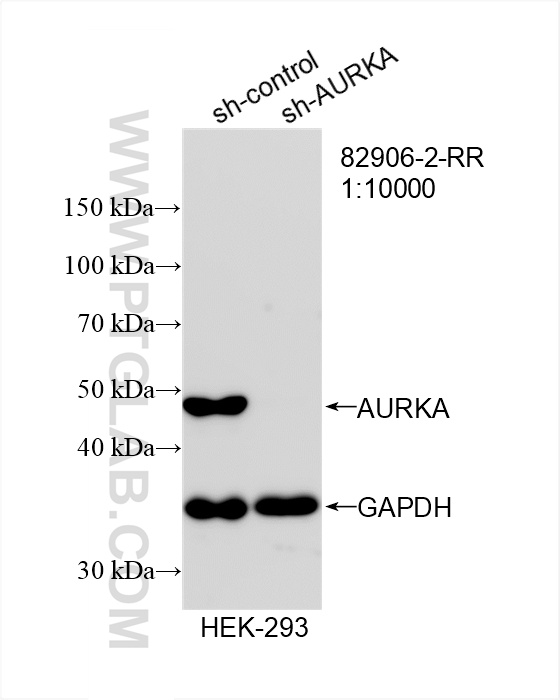 Western Blot (WB) analysis of HEK-293 cells using AURKA Recombinant antibody (82906-2-RR)