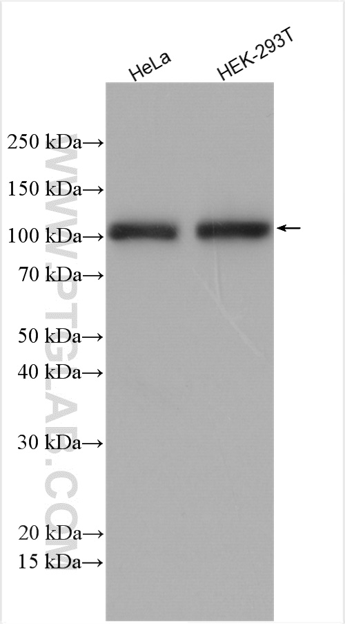 Western Blot (WB) analysis of various lysates using AXIN1 Polyclonal antibody (16541-1-AP)