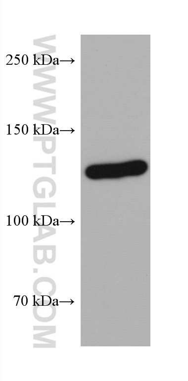 Western Blot (WB) analysis of NIH/3T3 cells using AXIN1 Monoclonal antibody (68093-1-Ig)