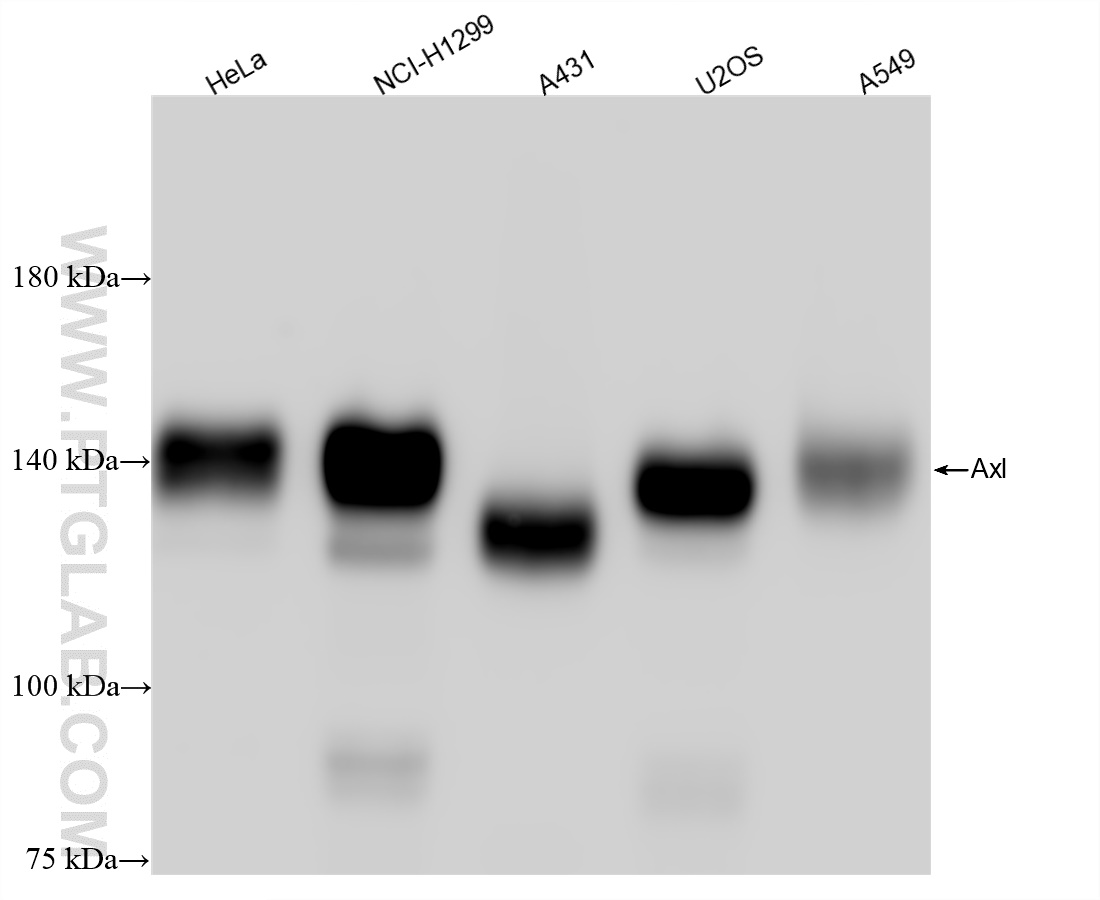 Western Blot (WB) analysis of various lysates using AXL Recombinant antibody (84659-1-RR)