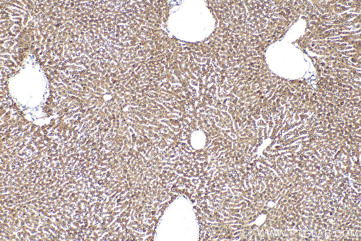 Immunohistochemistry (IHC) staining of mouse liver tissue using Zinc Alpha 2 Glycoprotein Polyclonal antibody (13399-1-AP)